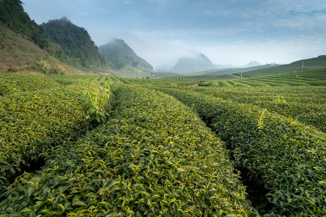 Camellia Sinensis - The Tea Plant