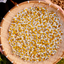 Egyptian Chamomile Blossoms