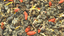 Goji Berry Oolong - Glow Berry Burst
