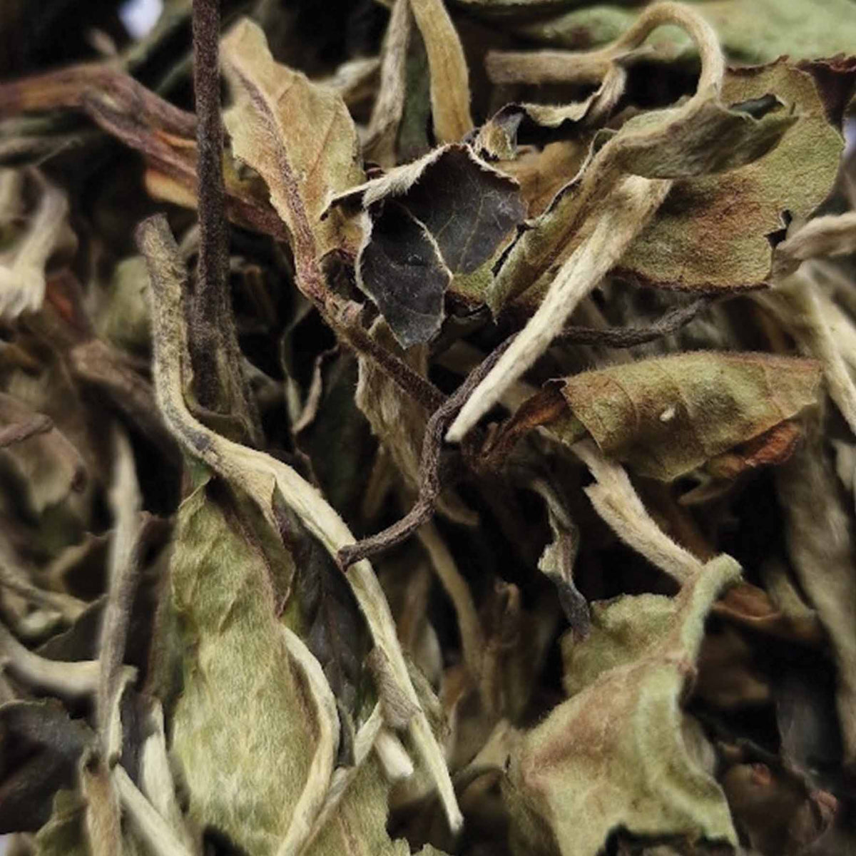 Pai Mu Tan White Loose Leaf Tea - tea leaves