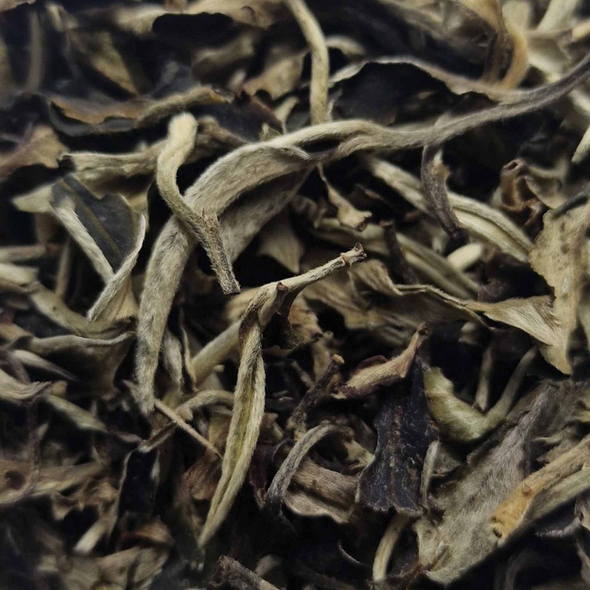 Wild White White Loose Leaf Tea - tea leaves